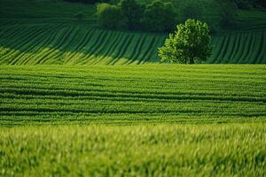 ai gegenereerd een groot gras veld- foto