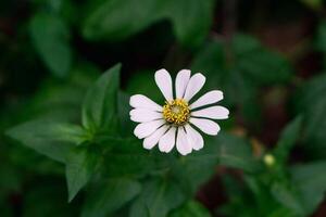 dichtbij omhoog van wit zinnia bloem, zinnia bloem in de tuin. dichtbij omhoog van een wit zinnia bloem tegen groen gebladerte achtergrond foto