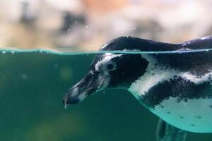 een pinguïn zwemmen in de water met haar hoofd bovenstaand de water's oppervlakte en onder de water oppervlakte foto