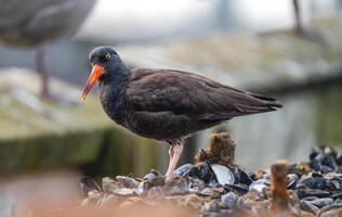 een zwart vogel met een oranje bek staand Aan een stapel van schelpen foto