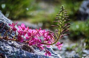 een roze bloem groeit uit van een rots foto