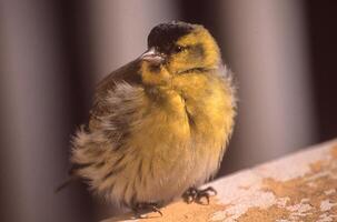 een geel en zwart vogel foto