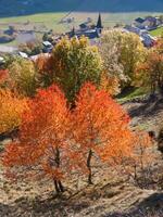 de bomen zijn oranje foto