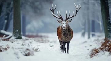 ai gegenereerd een rood hert met groot gewei en wandelen in de sneeuw foto