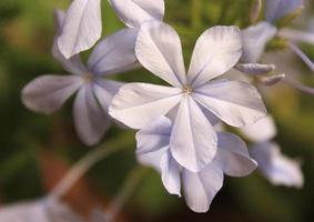 witte bloem met vage bladachtergrond foto