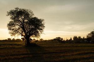 grote boom natuur achtergrond en zonsondergang foto