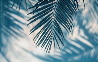 ai gegenereerd schaduw van palm boom blad in schoon, blauw, minimalistische foto