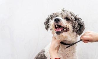 schattige witte en zwarte bichon frise hond wordt verzorgd door professionele trimmer foto