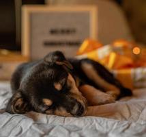schattige puppy die in bed ligt met lichtjes en geschenkdozen foto