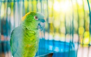 portret van mooi met groene vleugels papegaai met geel nek. dichtbij omhoog van een mooi groen papegaai foto