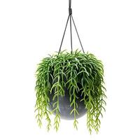 ai gegenereerd hangende fabriek van rhipsalis cascade cactus in een modern decoratief bloem pot. groen fabriek. hoge resolutie. ai generatief foto