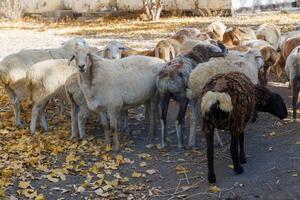 klein groep van dik staart schapen Aan de straat Bij centraal Azië Bij zonnig herfst dag foto