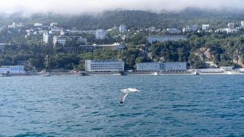 zeegezicht met een vliegende zeemeeuw op de achtergrond van de kustlijn. yalta foto