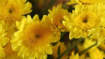 close up van gele bloemen foto