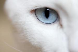 ogen van kat foto