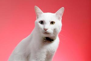 jonge witte kat foto