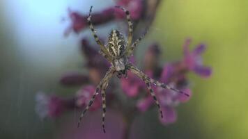 een insect in de regen. creatief . een interessant kleur spin zittend Aan een web met water druppels en achter het is regenen vallend Aan het, bloemen en spinnenwebben. foto