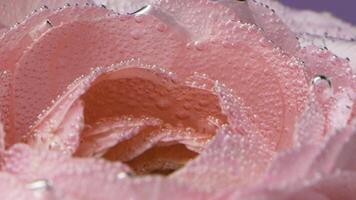 roze bloem in de watervoorraad beeldmateriaal.a helder mooi bloem gelegen in de water welke is gedekt in bubbels. foto