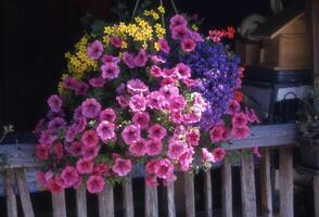 een hangende mand van bloemen Aan een veranda foto