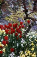 een rood tulp en een boom in een tuin foto