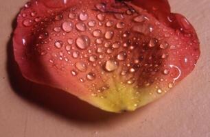 een rood roos met water druppels Aan het foto