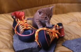 een katje spelen met een paar- van schoenen foto