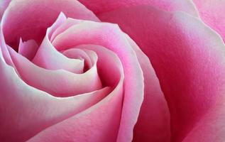 roze tuinroos macro close-up foto