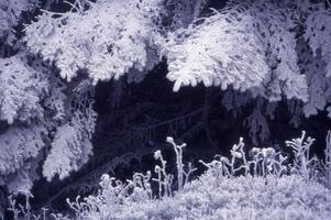 een besneeuwd Woud met bomen en planten foto