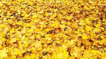 herfst. esdoorn gele bladeren. het veld is bezaaid met gevallen bladeren. foto