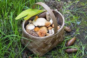 mand met champignons. het verzamelen van eetbare paddenstoelen in het bos. foto