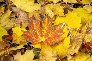 esdoornblad close-up. rood blad op een achtergrond van gevallen geel gebladerte in de herfst. foto
