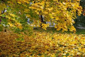 in de herfst parkeren. bomen in geel blad. esdoorn bladeren vallen onder de voeten.