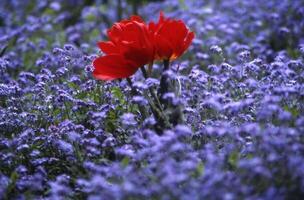 een single rood bloem in een veld- van blauw bloemen foto