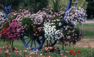 een blauw wagon gevulde met bloemen in een park foto