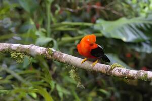 mannetje andean pik van de steen, rupicola peruviaans, in de manu nationaal park wolk Woud, Peruaanse nationaal vogel, Peru, zuiden Amerika foto