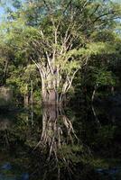 boom reflecterend in de water, amazonas staat, Brazilië foto