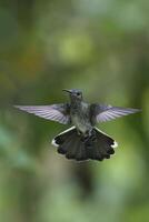 gouden staart saffier, chrysuronia oenon, in vlucht, manu nationaal park, Peruaanse amazon wolk Woud, Peru foto