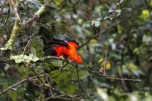 mannetje andean pik van de steen, rupicola peruviaans, met Open Vleugels, manu nationaal park wolk Woud, Peruaanse nationaal vogel, Peru, zuiden Amerika foto