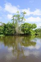 bomen reflecterend in een amazon zijrivier, amazonas staat, Brazilië foto