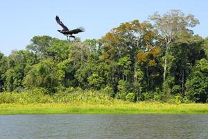 gehoornd schreeuwer, anhima cornuta, vliegend over- de amazon tropisch regen Woud Bij ossenboog meer, manu nationaal park, Peruaanse amazone, Peru foto