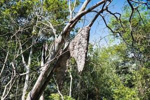 termiet heuvel in een boom in de overstroomd Woud, amazonas staat, Brazilië foto