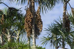 fruit van de mauritia flexuosa palm boom bekend net zo de moriche palm, para staat, Brazilië foto