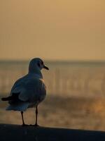 panorama landschap reizen zomer zee wind koel vakantie kalmte kust- groot zonsondergang lucht licht oranje gouden natuur tropisch mooi avond uur dag met een zeemeeuw Bij poep, samut prakan Thailand foto