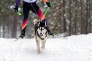 sledehondenraces. husky sledehonden team in harnas rennen en trekken hondenchauffeur. wintersport kampioenschap competitie. foto