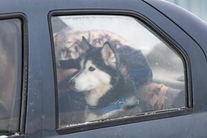 schor hond in auto, schattig huisdier. hond aan het wachten voor wandelen voordat slee hond opleiding en ras. foto