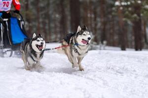 sledehondenraces. husky sledehonden team in harnas rennen en trekken hondenchauffeur. wintersport kampioenschap competitie. foto