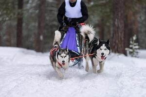 husky sledehonden team in harnas rennen en trekken hondenchauffeur. sledehondenraces. wintersport kampioenschap competitie. foto