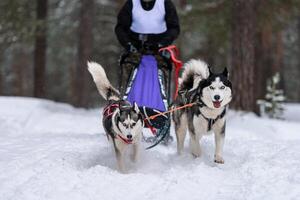 sledehondenraces. husky sledehonden team in harnas rennen en trekken hondenchauffeur. wintersport kampioenschap competitie. foto