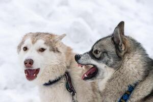 husky honden blaffen, bijten en spelen in de sneeuw. grappige sledehonden winterspel. agressieve Siberische husky grijns. foto