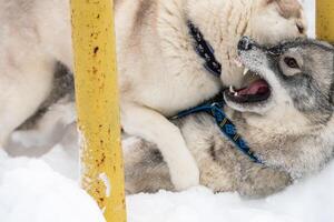 husky honden blaffen, bijten en spelen in de sneeuw. grappige sledehonden winterspel. agressieve Siberische husky grijns. foto